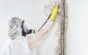 Shelbyville, IL Mold Removal & Remediation Company